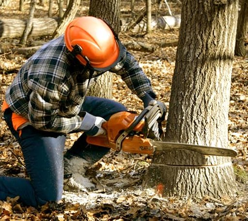 Tree Removal in West Hartford, VT